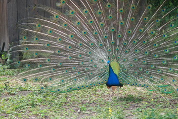 peacock, Park, Krasnodar, Russia, bird, animal, feather, blue, feathers, tail, nature, green,...