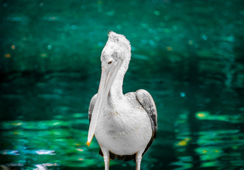 Pelican perching on pole