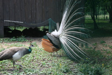 peacock, Park, Krasnodar, Russia, bird, animal, feather, blue, feathers, tail, nature, green,...