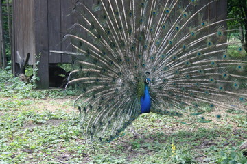Obraz premium peacock, Park, Krasnodar, Russia, bird, animal, feather, blue, feathers, tail, nature, green, wildlife, colorful, color, beauty, beautiful, peafowl, plumage, zoo, beak, dancing, ritual, pride, head