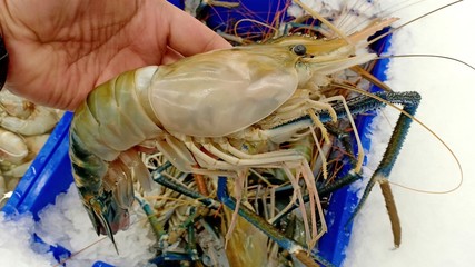 Big shrimp ready to go to the store 