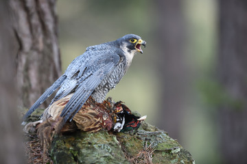 Peregrine falcon with phesant