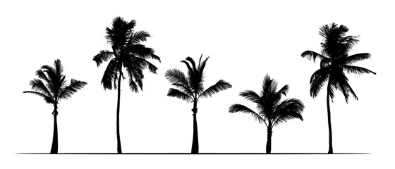 Set of realistic silhouettes of palm trees. Isolated on white background, vector