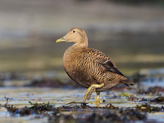 Common Eider duck, Somateria mollissima