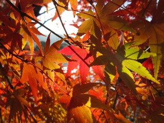 紅葉
