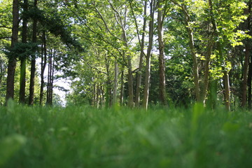 forest, Park, Krasnodar, Russia, tree, grass, nature, green, park, landscape, trees, summer, spring, wood, meadow, sky, field, sun, path, birch, foliage, light, woods, outdoor, outdoors, environment, 