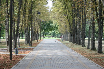 alley, Krasnodar, Russia, autumn, road, tree, forest, park, trees, nature, path, fall, leaves, landscape, green, season, yellow, leaf, alley, woods, spring, walk, wood, street, lane, way, country, out