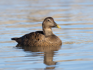 Common Eider duck, Somateria mollissima