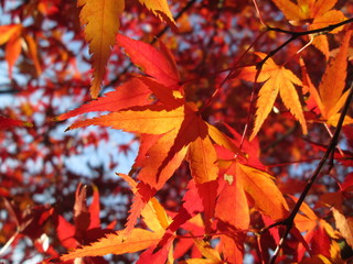 紅葉