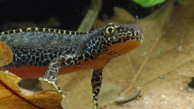 Bergmolche, Alpine newt, Ichthyosaura alpestris