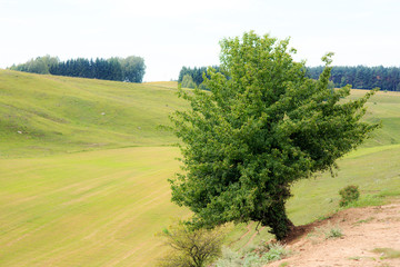 pagórki © rpetryk