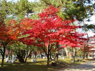 紅葉