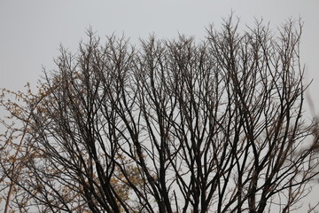 silhouette of a tree