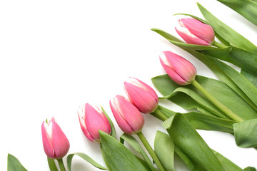 Beautiful pink tulips on white background close up