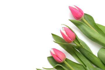 Beautiful pink tulips on white background close up