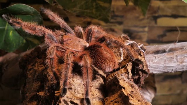 Eine Vogelpinne krabbelt in ihrer H&ouml;hle und spinnt ein Netz, mehrere Szenen