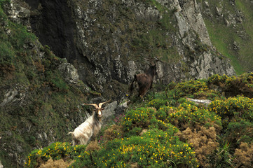  image of a mountain goat on the side of a mountain