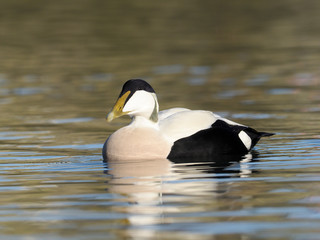 Fototapeta premium Common Eider duck, Somateria mollissima