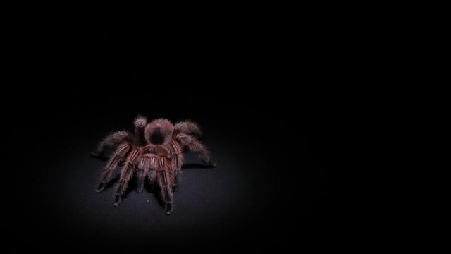 Eine Vogelspinne auf schwarzem Untergrund mit Spotlight beleuchted wie auf der B&uuml;hne, mehrere Szenen
