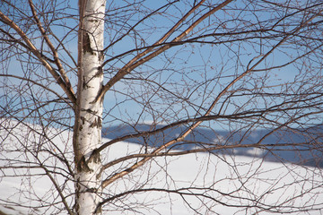 Birch in winter