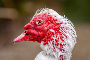 Muscovy Duck (Cairina moschata), Franklin Canyon, Los Angeles, CA.