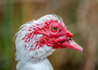 Muscovy Duck (Cairina moschata), Franklin Canyon, Los Angeles, CA.