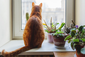 Cute ginger cat sitting on window sill near indoors decorative plants. Cozy home background with...