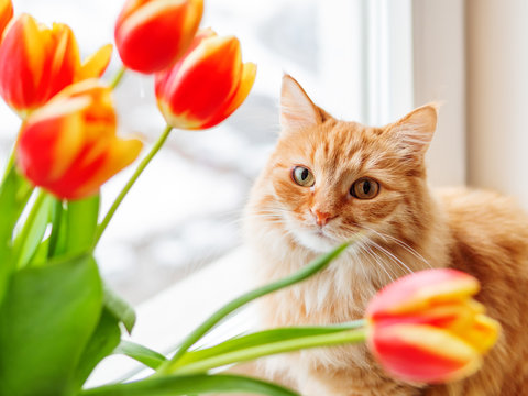 Cute ginger cat with bouquet of red tulips. Fluffy pet with colorful flowers. Cozy spring morning at home.