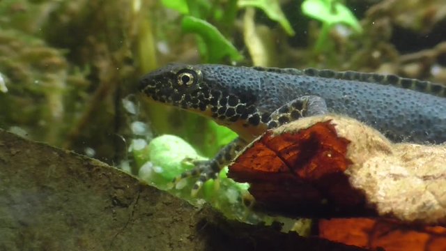 Bergmolche, Alpine newt, Ichthyosaura alpestris