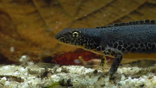 Bergmolche, Alpine newt, Ichthyosaura alpestris