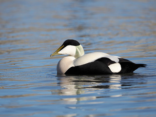 Common Eider duck, Somateria mollissima