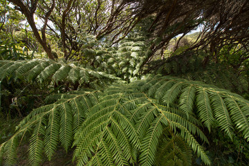 Mighty fern tree in the thicket of the forests of New Zealand