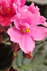 fleurs de violette africaine