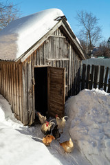Hens beside wooden henhouse at winter day © ovcerleonid