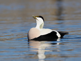 Common Eider duck, Somateria mollissima