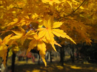 黄色い紅葉