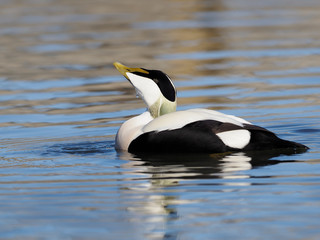 Common Eider duck, Somateria mollissima