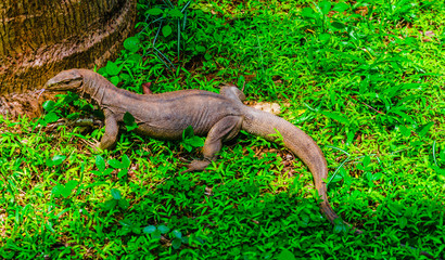 View on monior at the beach in Tangalle, Sri Lanka