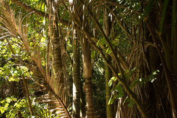 Palm trunks in closeup view in the thicket of a tropic forest