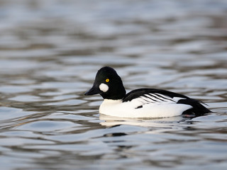 Goldeneye, Bucephala clangula