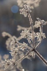 Winter flower