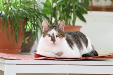 Hauskatze