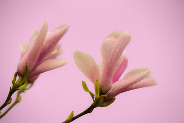 Bright pink magnolias in the spring