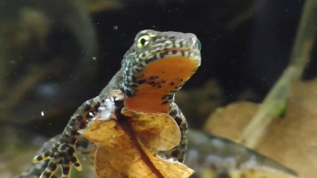 Bergmolche, Alpine newt, Ichthyosaura alpestris