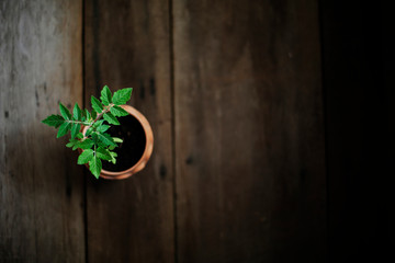 tomato plant tree in small pot 