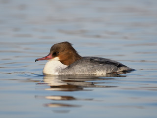 Goosander, Mergus merganser