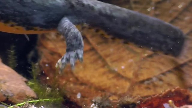 Bergmolche, Alpine newt, Ichthyosaura alpestris