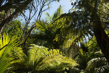 Fern trees in the thicket of the wilderness of New Zealand