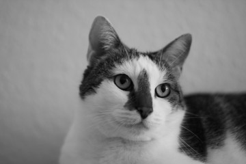 Hauskatze