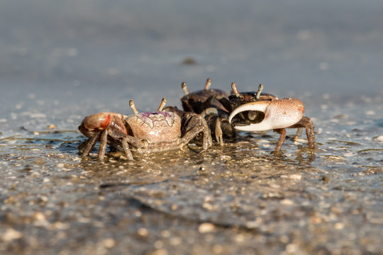 fiddler crabs in Canaveral National Seashore